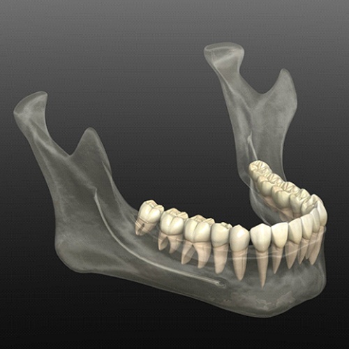 3D model of lower jawbone with arch of teeth